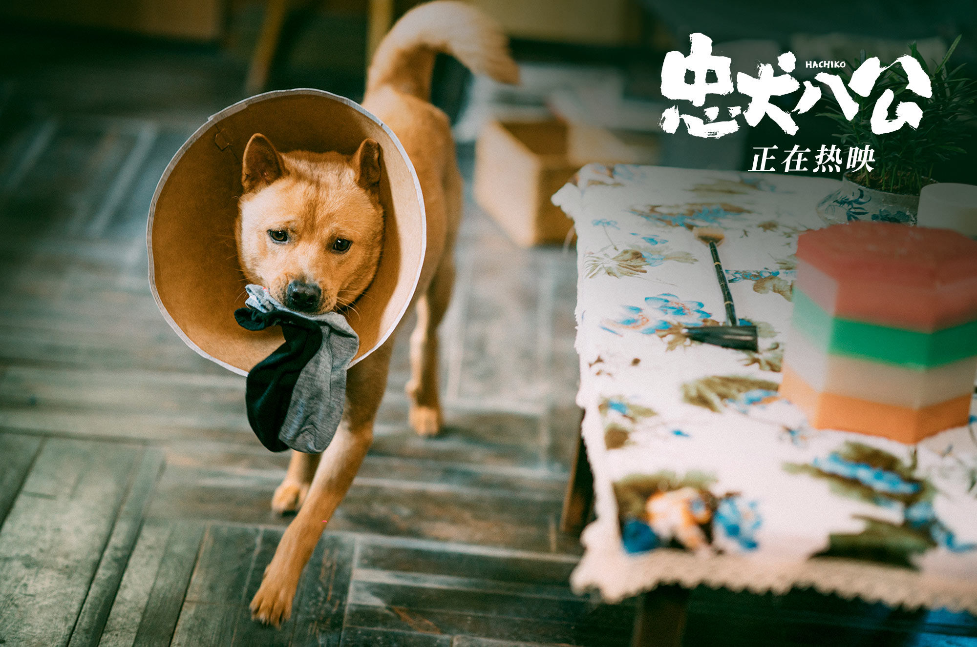 忠犬八公